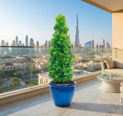 Ficus diversifolia / Ficus Cone Shape in Rolled Rim Pot - Greensouq - 