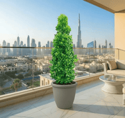 Ficus diversifolia / Ficus Cone Shape in Rolled Rim Pot - Greensouq - 