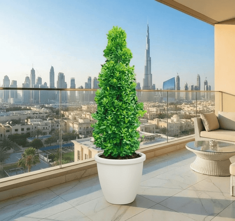 Ficus diversifolia / Ficus Cone Shape in Rolled Rim Pot - Greensouq - 