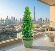 Ficus diversifolia / Ficus Cone Shape in Rolled Rim Pot - Greensouq - 