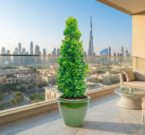 Ficus diversifolia / Ficus Cone Shape in Rolled Rim Pot - Greensouq - 