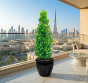 Ficus diversifolia / Ficus Cone Shape in Rolled Rim Pot - Greensouq - 