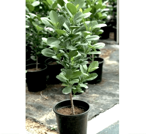 Ficus diversifolia "Mistletoe Fig" 0.4 - 0.6m - Greensouq - 