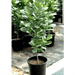 Ficus diversifolia "Mistletoe Fig" 0.4 - 0.6m - Greensouq - 