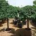 Ficus Diversifolia (Rounded) - Greensouq - 