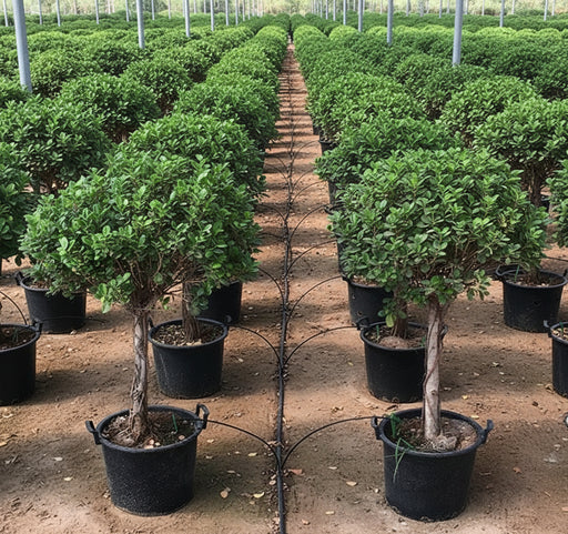 Ficus Diversifolia "Single head" - Greensouq - 
