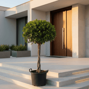 Ficus Diversifolia "Single head" | UAE's Top Plants! 1.2- 1.5m - Greensouq -