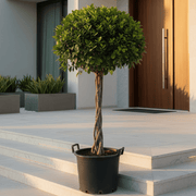 Ficus Diversifolia "Single head" | UAE's Top Plants! 1.2- 1.5m - Greensouq -