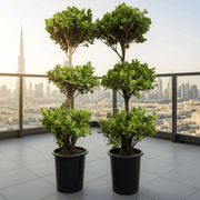 Ficus Diversifolia "Three Heads" - Greensouq - 
