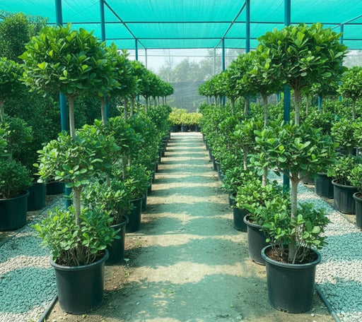 Ficus Diversifolia "Three Heads" - Greensouq - 