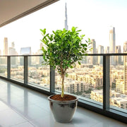 Ficus Diversifolia Twisted Trunk Topiary 1.0 - 1.5m - Greensouq - 