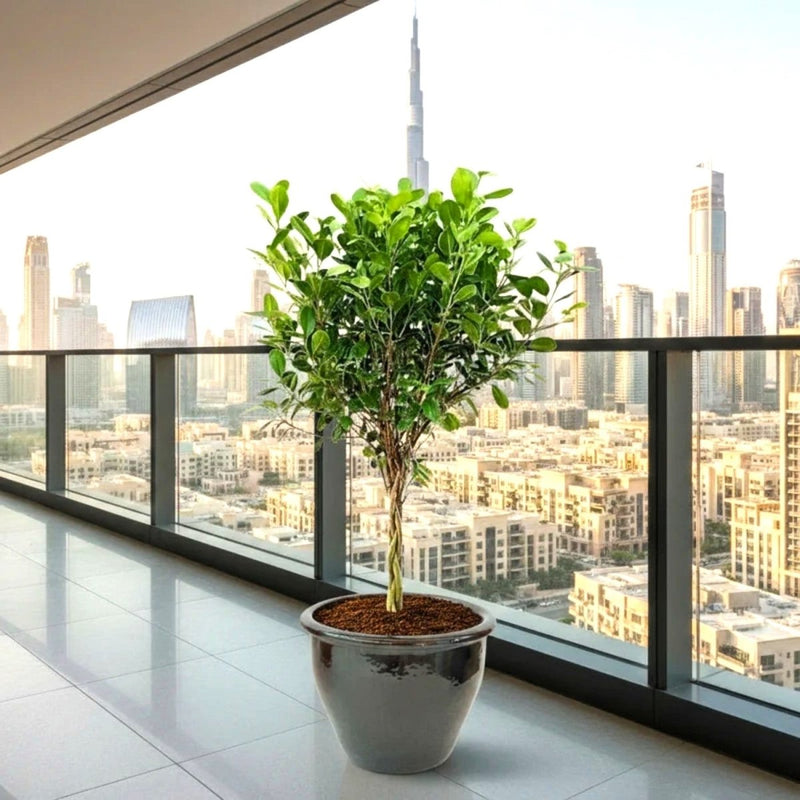 Ficus Diversifolia Twisted Trunk Topiary 1.0 - 1.5m - Greensouq - 