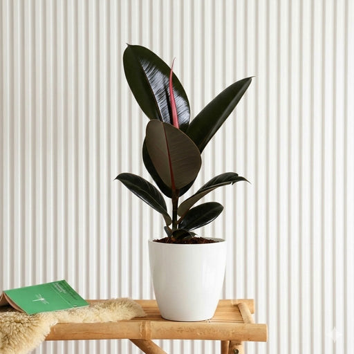 Ficus elastic Abidjan 30 – 40cm - Greensouq - 