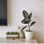 Ficus elastic Abidjan 30 – 40cm - Greensouq - 