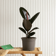 Ficus elastic Abidjan 30 – 40cm - Greensouq - 