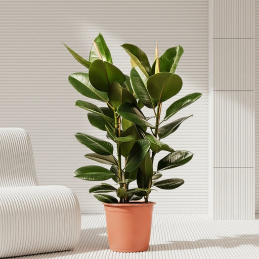 Ficus Elastica "Abidjan" or Rubber Plant (Holland) 80 - 100cm - Greensouq - 