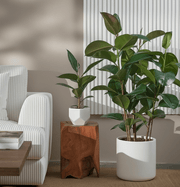 Ficus Elastica "Abidjan" or Rubber Plant (Holland) 80 - 100cm - Greensouq - 