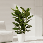 Ficus Elastica "Abidjan" or Rubber Plant (Holland) 80 - 100cm - Greensouq - 
