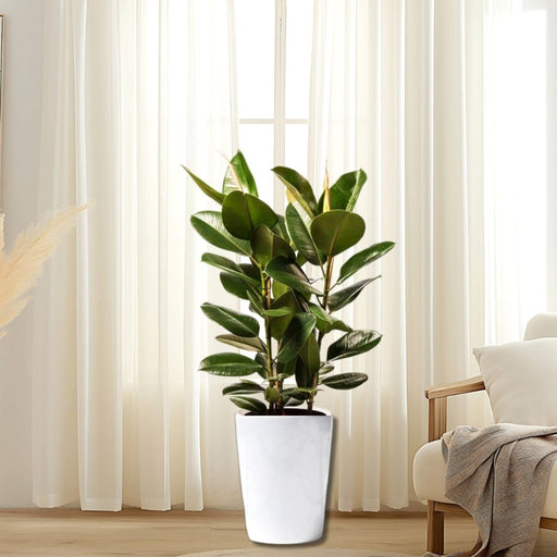 Ficus Elastica "Abidjan" or Rubber Plant (Holland) 80 - 100cm - Greensouq - 