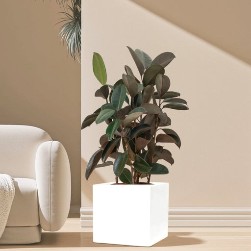 Ficus Elastica "Abidjan" or Rubber Plant in Grp square Pot 40x40 - Greensouq - 