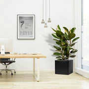 Ficus Elastica "Abidjan" or Rubber Plant in Grp square Pot 40x40 - Greensouq - 