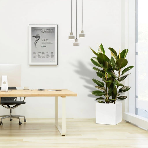 Ficus Elastica "Abidjan" or Rubber Plant in Grp square Pot 40x40 - Greensouq - 