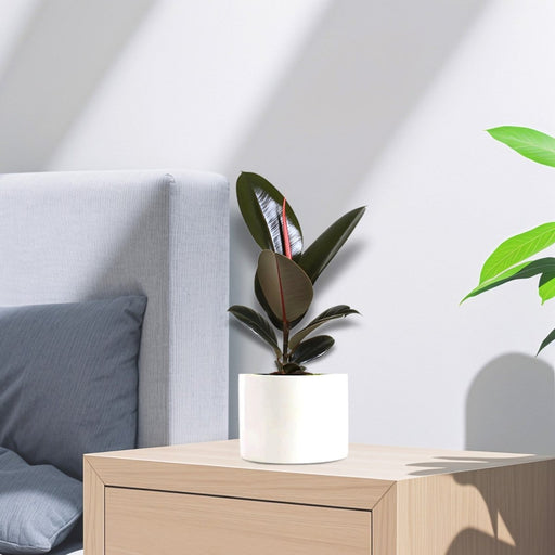 Ficus Elastica “Abidjan” (Rubber Plant) 30 - 40cm - Greensouq - 