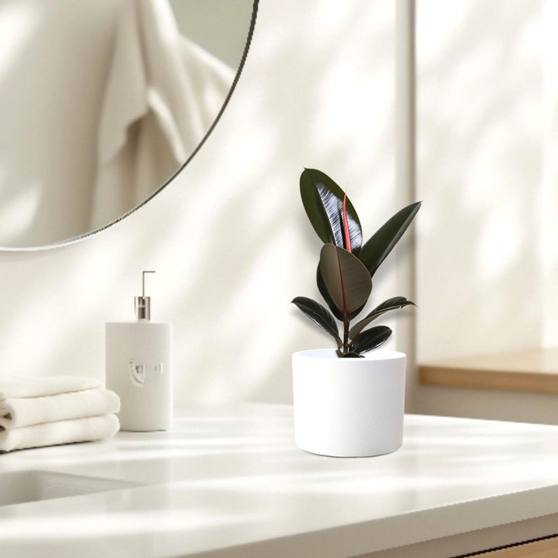 Ficus Elastica “Abidjan” (Rubber Plant) 30 - 40cm - Greensouq - 