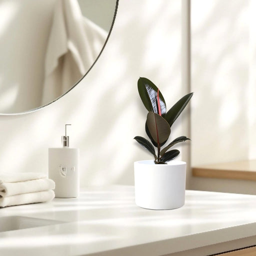 Ficus Elastica “Abidjan” (Rubber Plant) 30 - 40cm - Greensouq - 