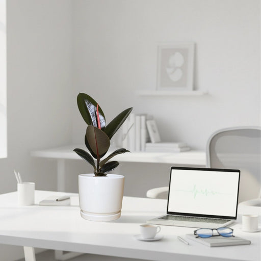 Ficus Elastica “Abidjan” (Rubber Plant) 30 - 40cm in Ceramic Pot - Greensouq - 