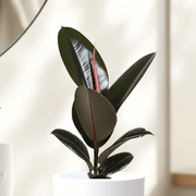 Ficus Elastica “Abidjan” (Rubber Plant) 30-40cm | UAE Lush Greens! - Greensouq -