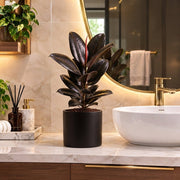 Ficus Elastica “Abidjan” (Rubber Plant) 30-40cm | UAE Lush Greens! - Greensouq - indoor