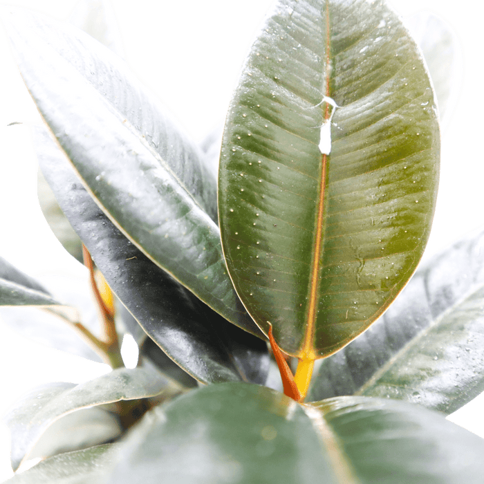 Ficus Elastica “Abidjan” (Rubber Plant – Holland 3pp) – 30cm - Greensouq - 