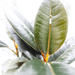Ficus Elastica “Abidjan” (Rubber Plant – Holland 3pp) – 30cm - Greensouq - 