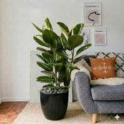 Ficus Elastica "Abidjan" - Rubber Plant (Holland) 80 - 100cm | UAE's Best Houseplant! - Greensouq - 