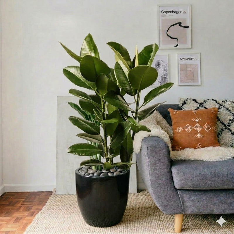 Ficus Elastica "Abidjan" - Rubber Plant (Holland) 80 - 100cm | UAE's Best Houseplant! - Greensouq - 