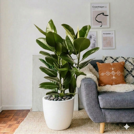 Ficus Elastica "Abidjan" - Rubber Plant (Holland) 80 - 100cm | UAE's Best Houseplant! - Greensouq - 