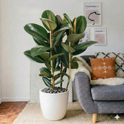 Ficus Elastica "Abidjan" - Rubber Plant (Holland) 80 - 100cm | UAE's Best Houseplant! - Greensouq - 