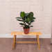 Ficus Elastica or Rubber Tree 40 - 50cm - Greensouq - 