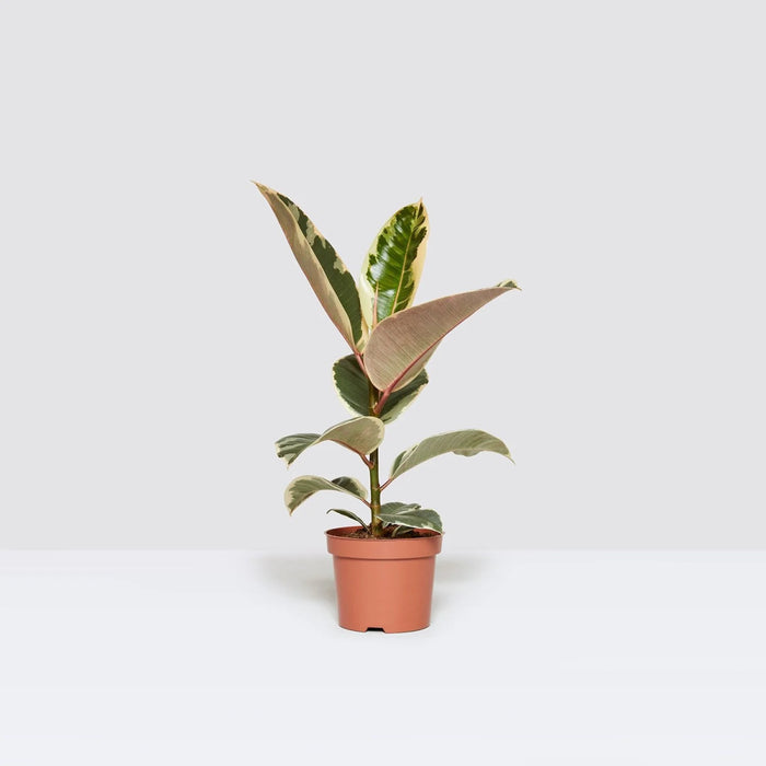 Ficus Elastica Tineke | Rubber Plant Variegated - Greensouq - 
