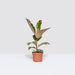 Ficus Elastica Tineke | Rubber Plant Variegated - Greensouq - 