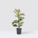 Ficus Elastica Tineke | Rubber Plant Variegated - Greensouq - 