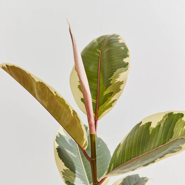 Ficus Elastica Tineke | Rubber Plant Variegated - Greensouq - 