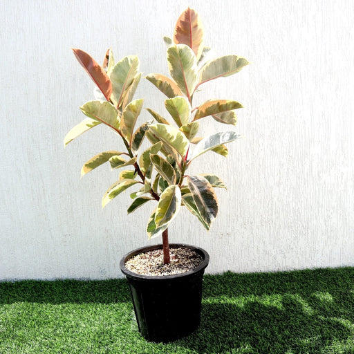 Ficus Elastica Tineke | Rubber Plant Variegated - Greensouq - 