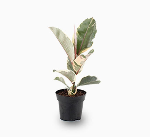 Ficus Elastica Tineke | Rubber Plant Variegated - Greensouq - 