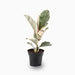 Ficus Elastica Tineke | Rubber Plant Variegated - Greensouq - 