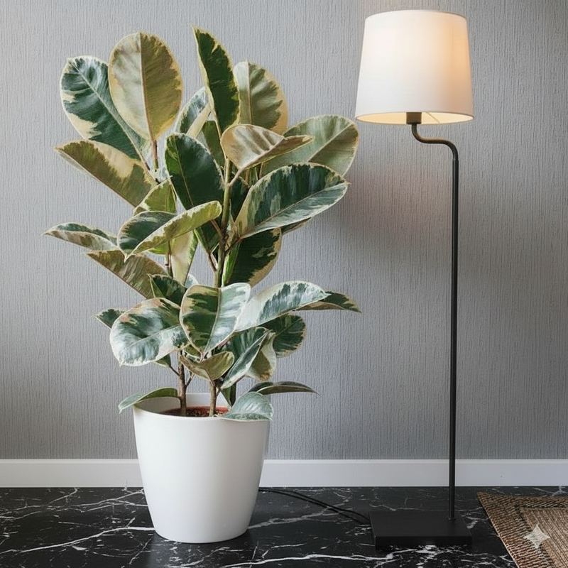Variegated Rubber Plant | Ficus Elastica Tineke