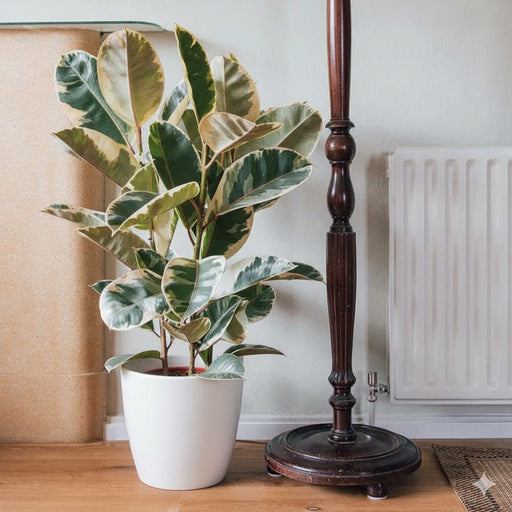 Variegated Rubber Plant | Ficus Elastica Tineke | - Greensouq -