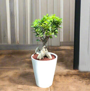 Ficus Ginseng Bonsai 25 – 30cm - Greensouq - 