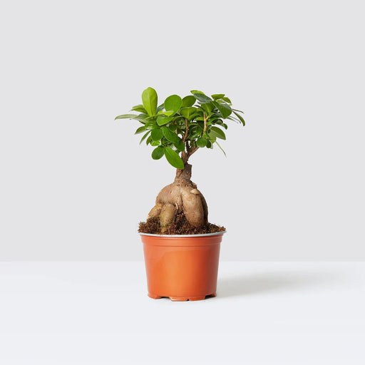 Ficus Ginseng Bonsai 25 – 30cm - Greensouq - 